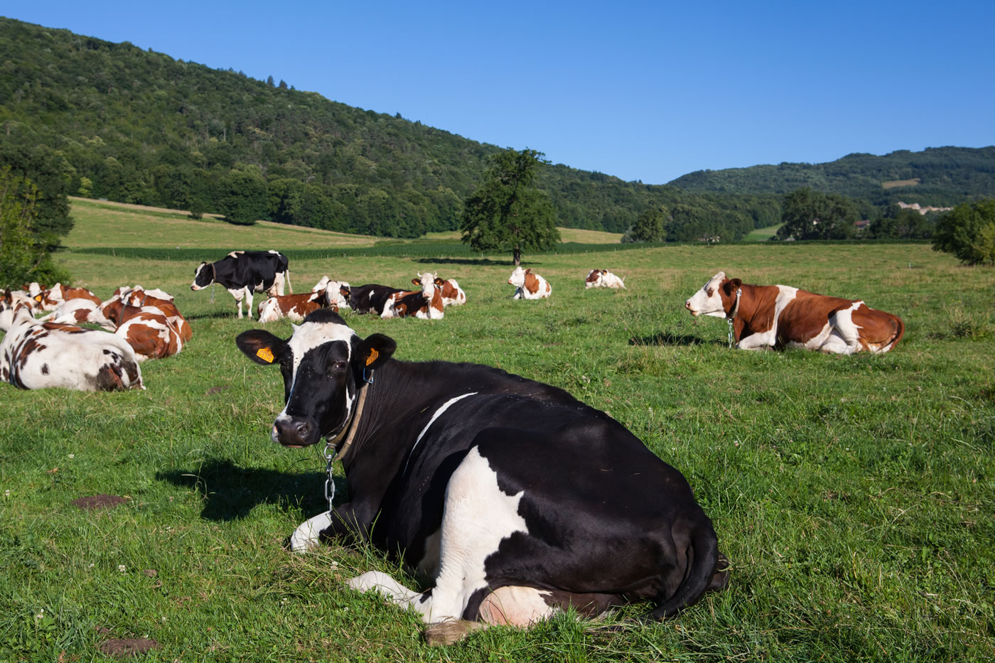 P85+ palmitic acid: unlocking higher energy potential in dairy cow diets P85+ palmitic acid