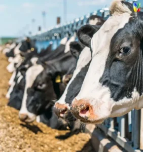 feed, dairy farm