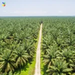 Palm Oil Plantation