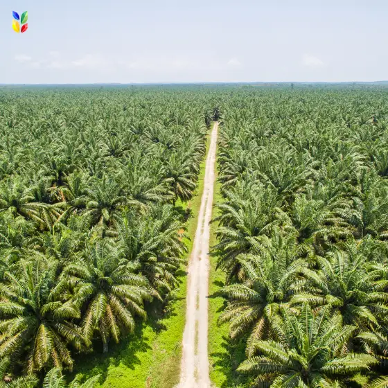 Palm Oil Plantation