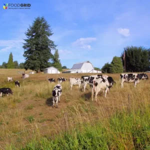 butterfat loss in dairy cows increase milk
