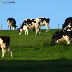 dairy cow heat stress heat stress in dairy cows