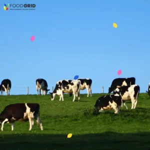 close up pen dairy ration transition cow nutrition fall calcium salt