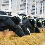 bypass fat for dairy cows